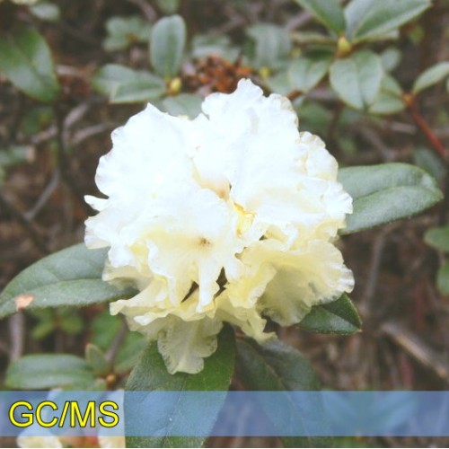 Rhododendron - 髯花杜鵑